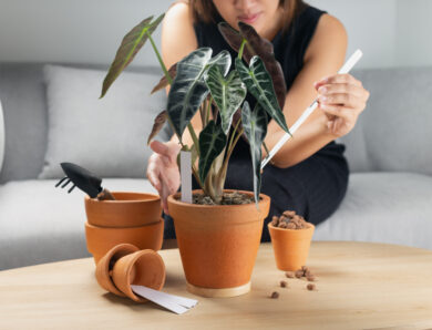 Cultiver l’Alocasia : techniques pour une oreille d’éléphant florissante