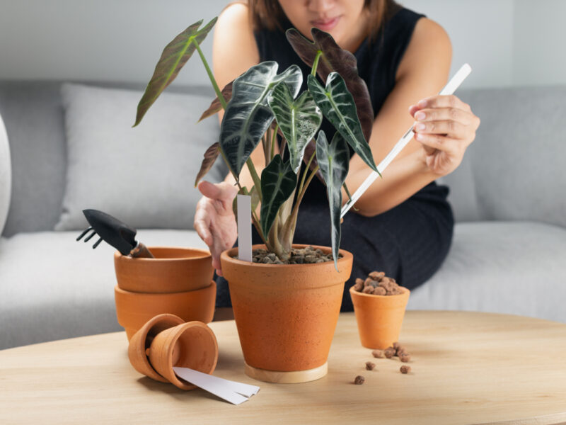 Cultiver l’Alocasia : techniques pour une oreille d’éléphant florissante