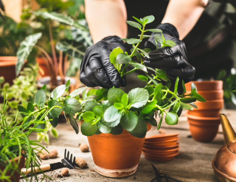 Raisons spécifiques d’utiliser l’hormone de bouturage pour vos plantations