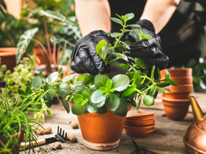 Raisons spécifiques d’utiliser l’hormone de bouturage pour vos plantations