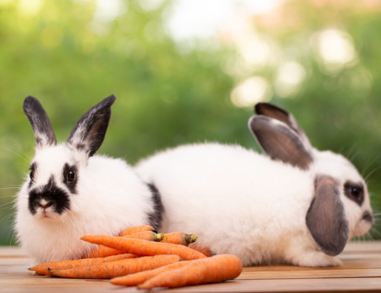Un jardin éclatant et des lapins heureux : pourquoi choisir une mangeoire à trémie galvanisée