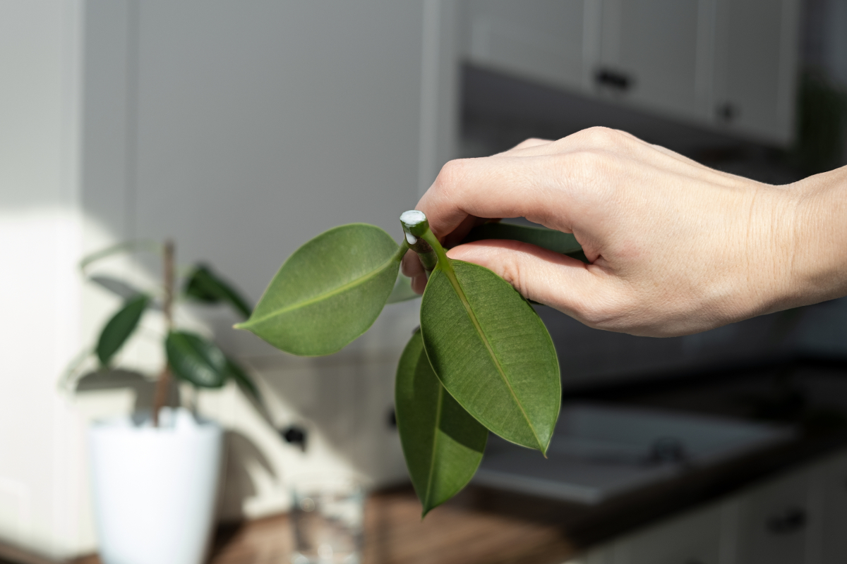 utiliser hormone de bouturage